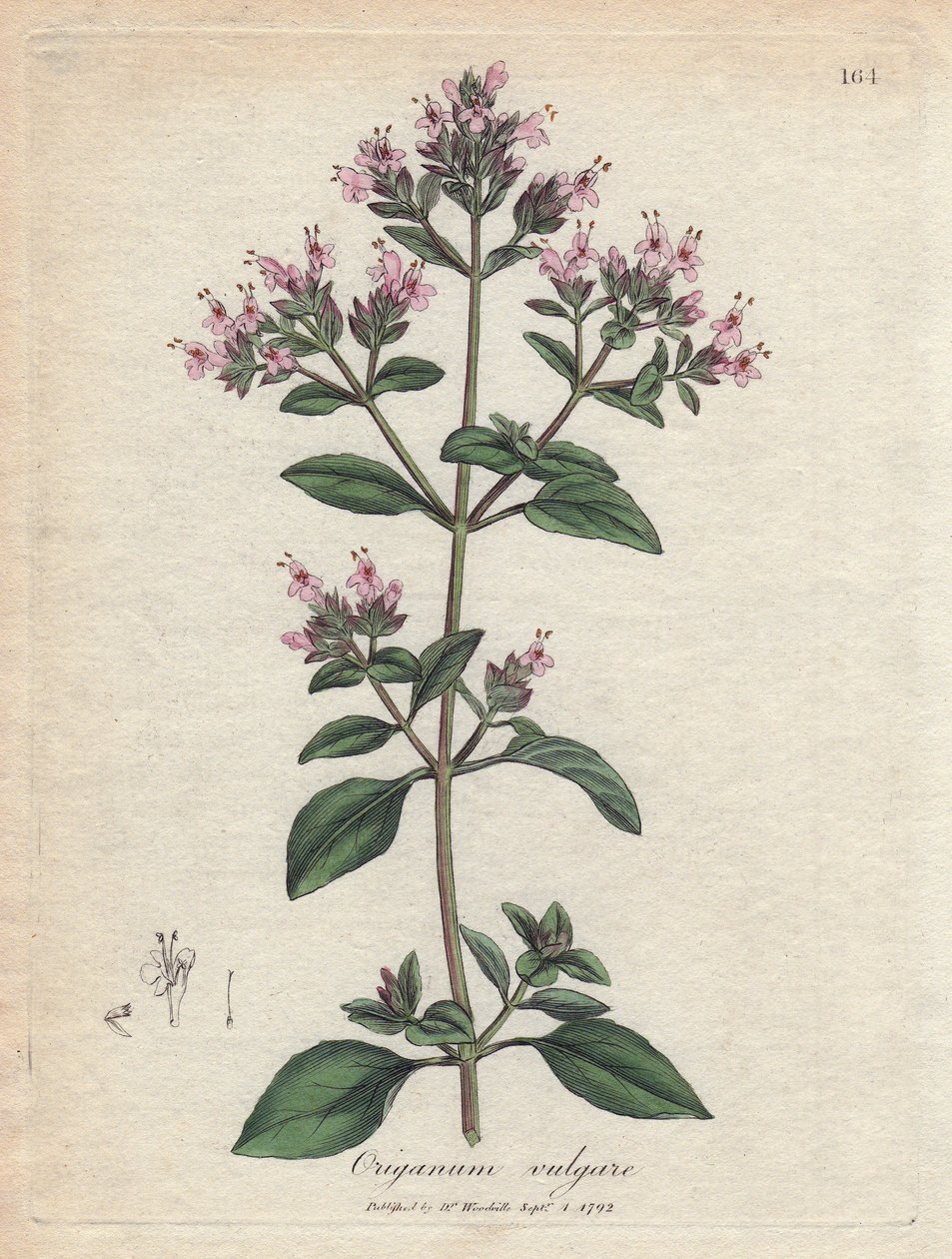 オレガノ。 ジェームズ・ソワービー (1757-1822) の素描からの手彩色の銅版画、薬草植物所蔵 作： ジェームズ・サワビー