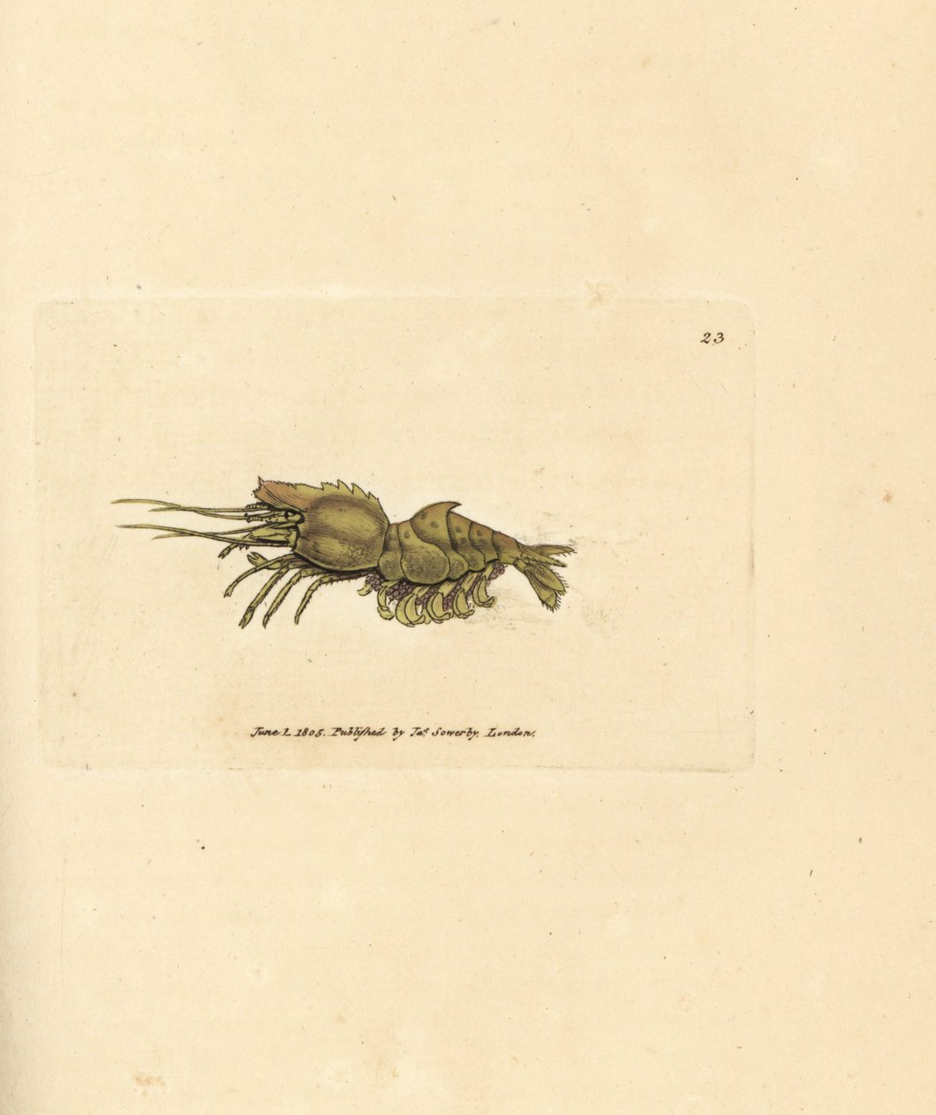 オウムエビ、Spirontocaris spinus (脊椎裏打ちエビ、蟹座棘)。 The British Miscellany の James Sowerby による手彩色の銅版画、または新しい、珍しい、またはほとんど知られていない動物の彩色された図。 作： ジェームズ・サワビー