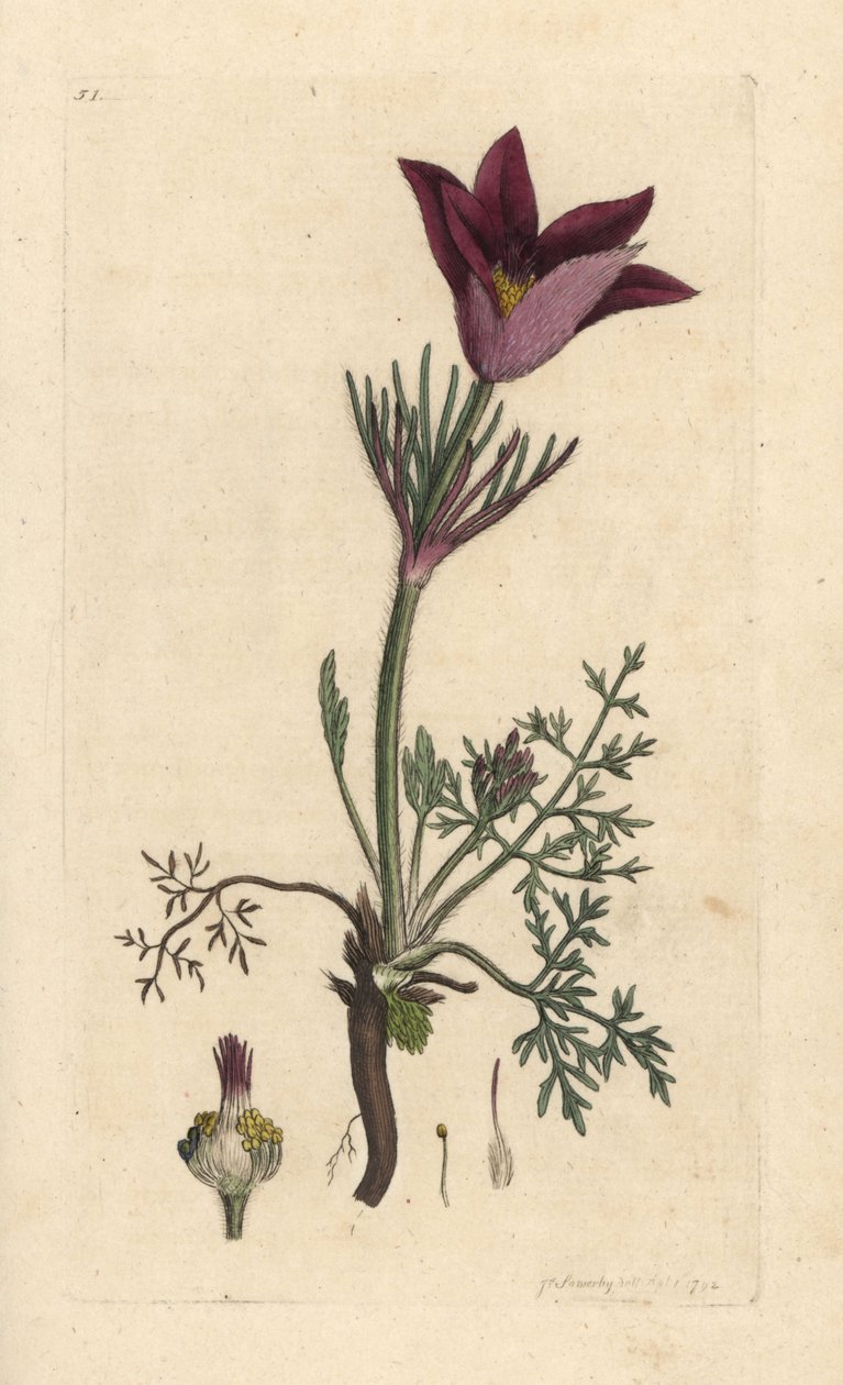 パスクフラワー、アネモネ pulsatilla (pulsatille) ジェームズ・スミスの英国植物学、ロンドンのジェームズ・ソワービーによるイラストの後の手彩色の銅版画の彫刻 作： ジェームズ・サワビー