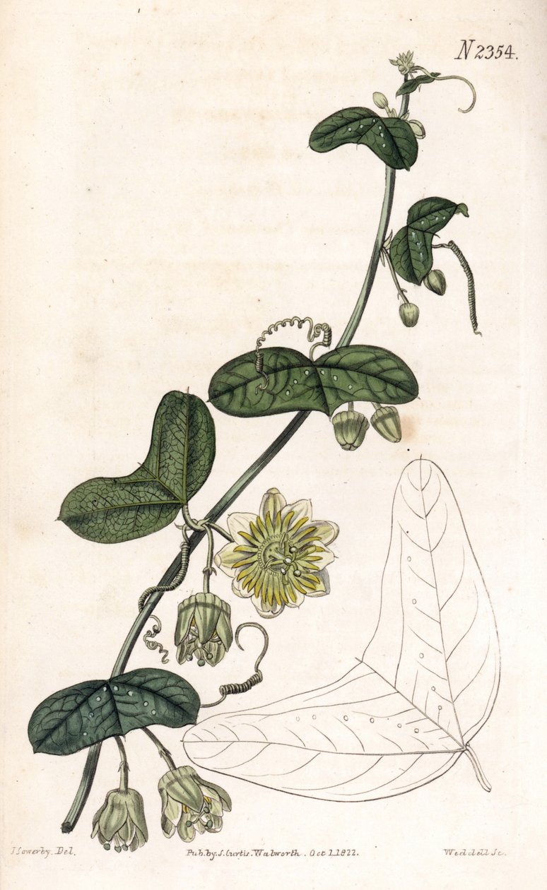 パッション フラワー variete - Passiflora biflora (三日月葉トケイソウ、パッシフローラ ルナタ)。 サミュエル・カーティスの「「植物誌」」ロンドンのジェームズ・ソワービーによるイラストの後、ウェッデルによる手彩色の銅版画の彫刻 作： ジェームズ・サワビー