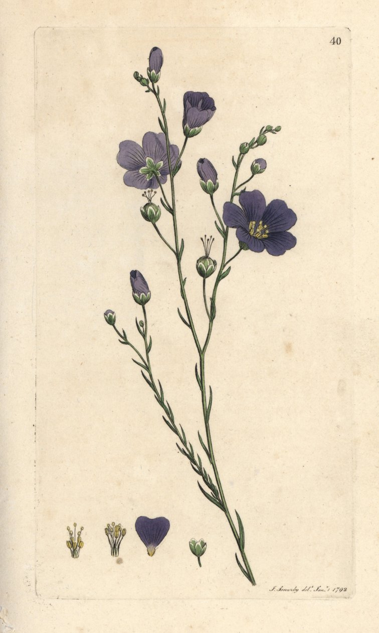 多年草の亜麻、Linum perenne (亜麻のペレス) James Smith