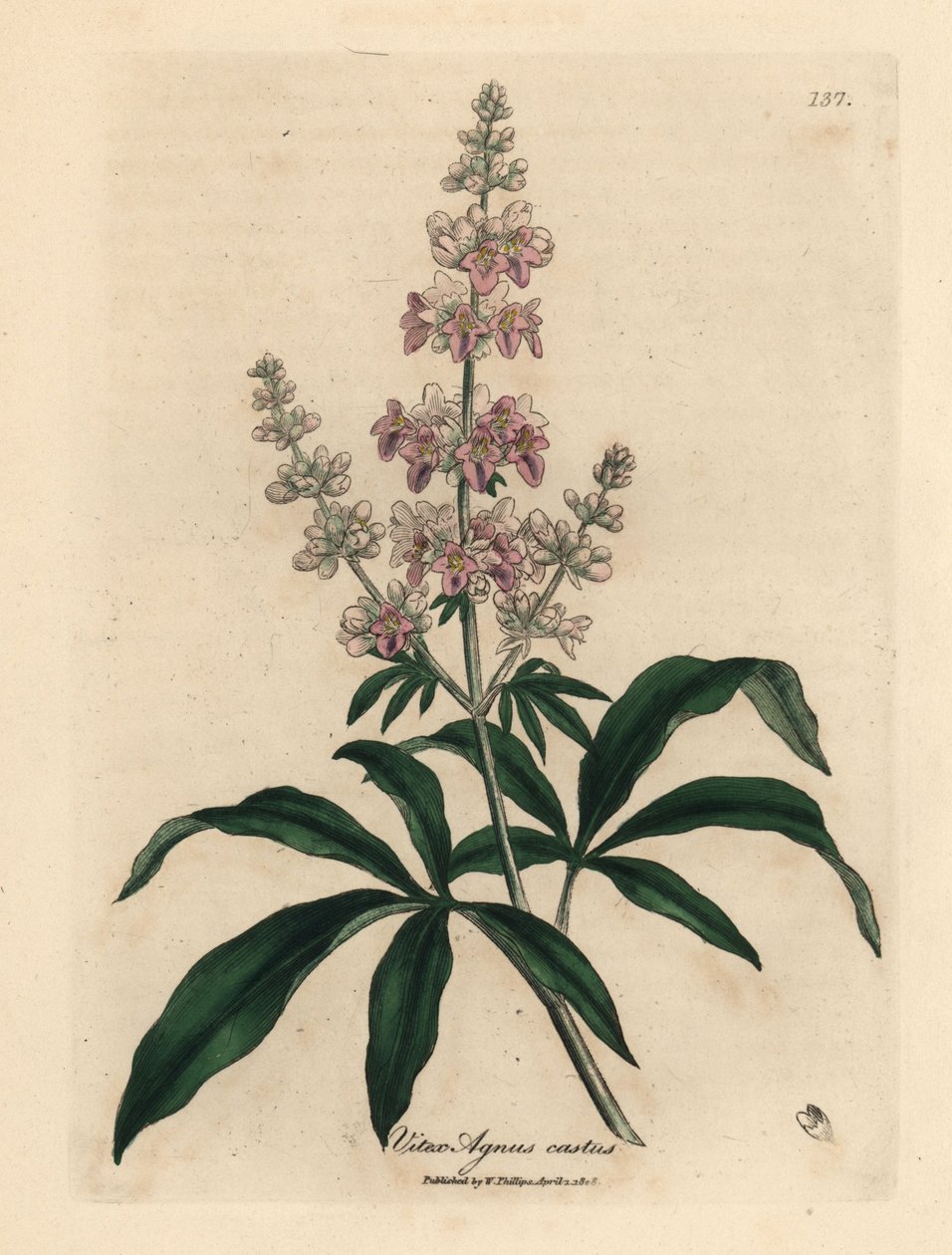 ピンクの花が咲く純潔の木、Vitex agnus castus 作： ジェームズ・サワビー