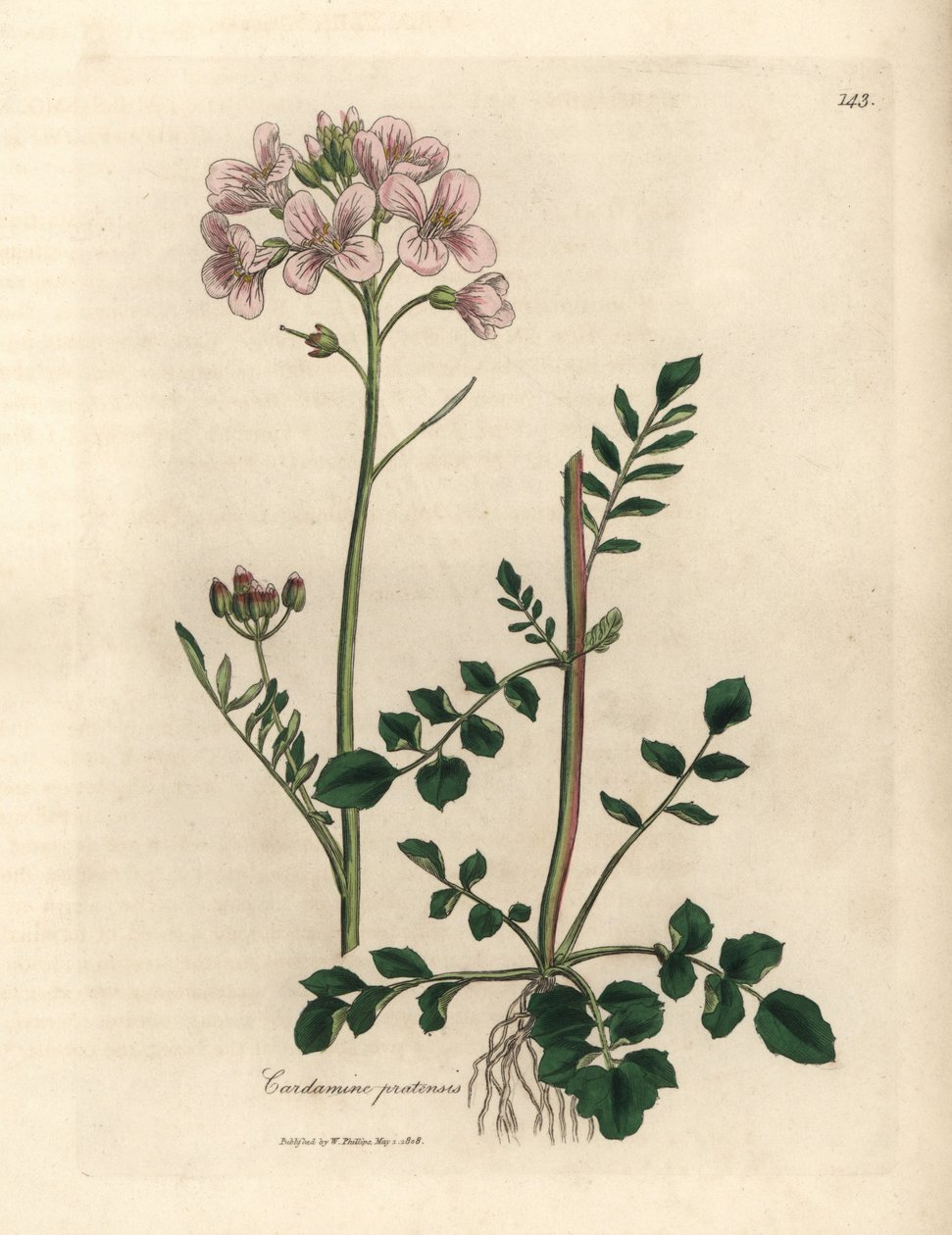 ピンクの花のレディース スモックまたはカッコウの花、Cardamine pratensis 作： ジェームズ・サワビー