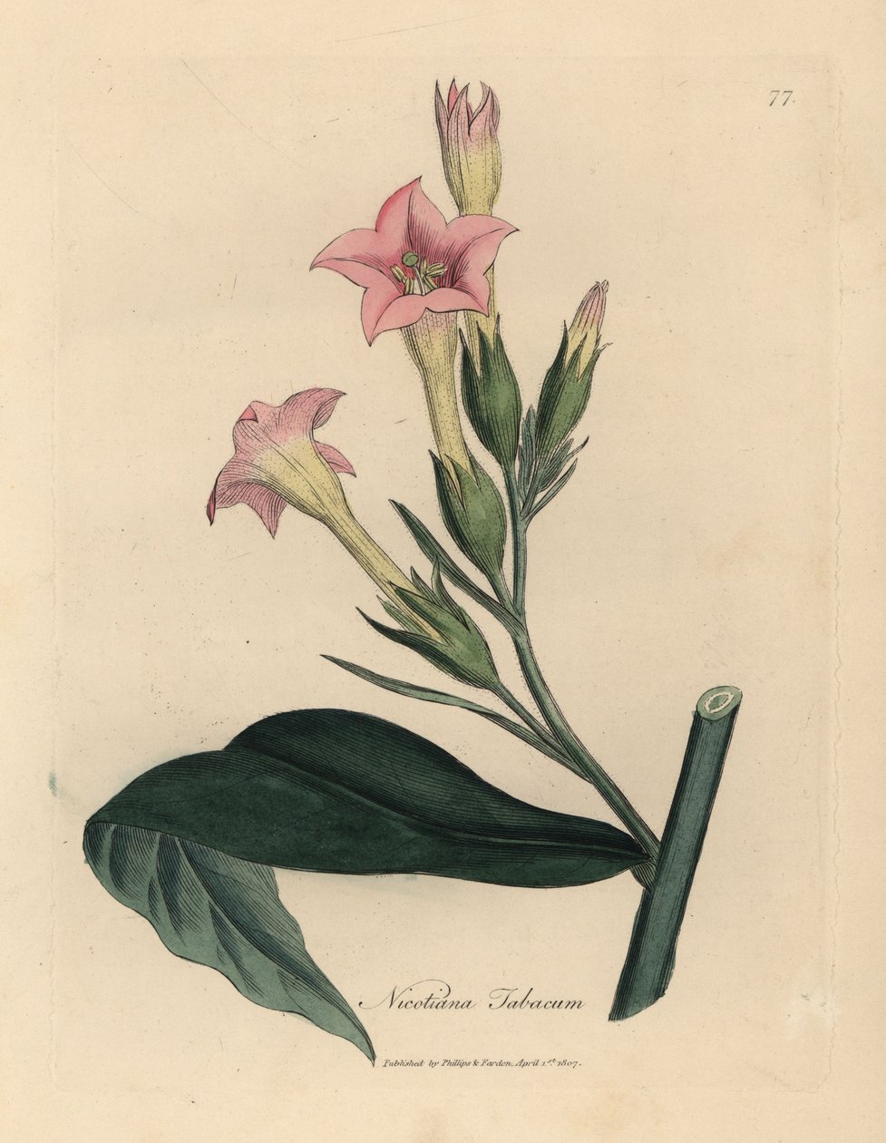 ピンクの花のタバコ植物、Nicotiana tabacum 作： ジェームズ・サワビー