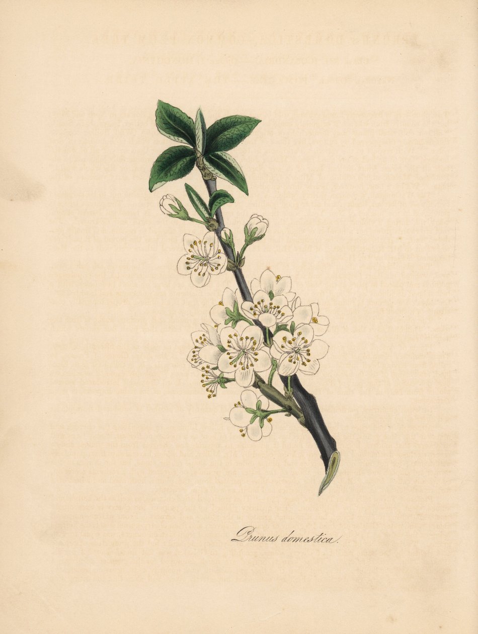 梅の木 - 一般的な梅の木、プルナス ドメスティカ。 William Woodville の「Medical Botany」の James Sowerby によるイラストから引用 C. Chabot による手彩色のジンコグラフ Miss M. A. Burnett が彼女の「Plantae Utiliores: or Illustrations of Usef」から描いたもの 作： ジェームズ・サワビー