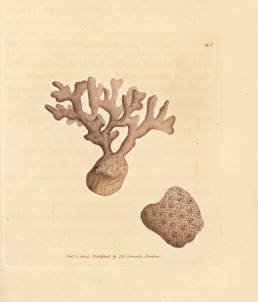 ポレラ コンプレッサ (ミレポラ コンプレッサ)。 The British Miscellany の James Sowerby による手彩色の銅版画、または新しい、珍しい、またはほとんど知られていない動物の色付きの図。 作： ジェームズ・サワビー