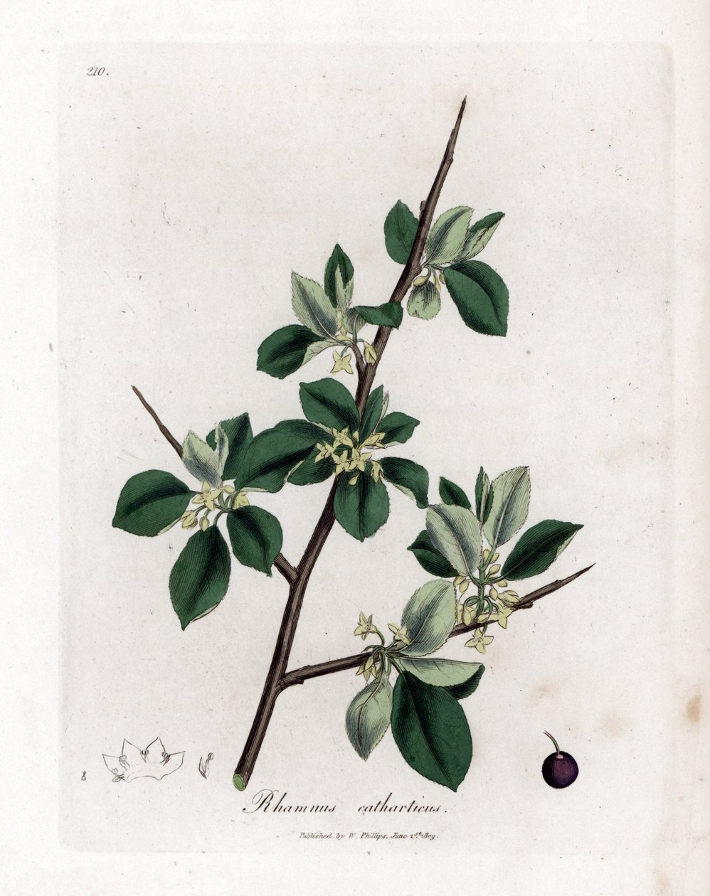 下剤または下剤のクロウメモドキ - パージクロウメモドキ、Rhamnus catharticus。 ジェームズ・ソワービーによるウィリアム・ウッドビルの植物図とウィリアム・ジャクソン・フッカー卿の「「医療植物学」」、ジョン・ボーン、ロンドンの手彩色銅版画 作： ジェームズ・サワビー