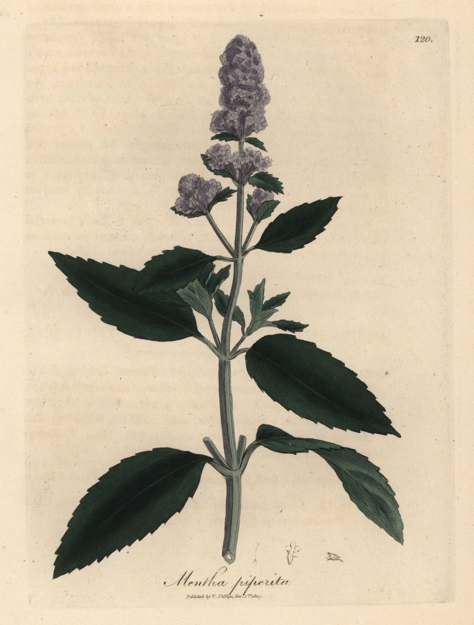 紫の花ペパーミント、Mentha piperita 作： ジェームズ・サワビー