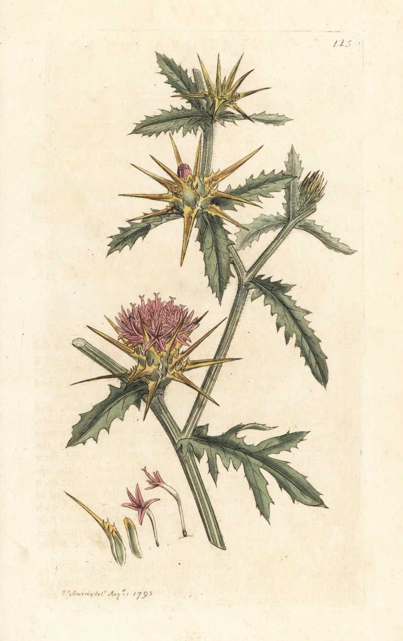 Purple starthistle、Centaurea calcitrapa (Centauree ハッチバック、Centauree etoilee または Star Thistle) ロンドンの James Smith