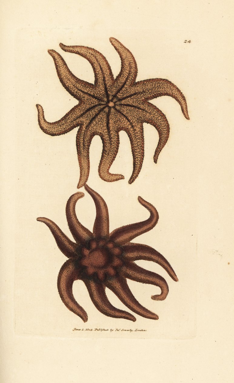 紫色の太陽の星、Solaster endeca (ナインレイド ヒトデ、Asterias endeca)。 The British Miscellany の James Sowerby による手彩色の銅版画、または新しい、珍しい、またはほとんど知られていない動物の彩色された図。 作： ジェームズ・サワビー