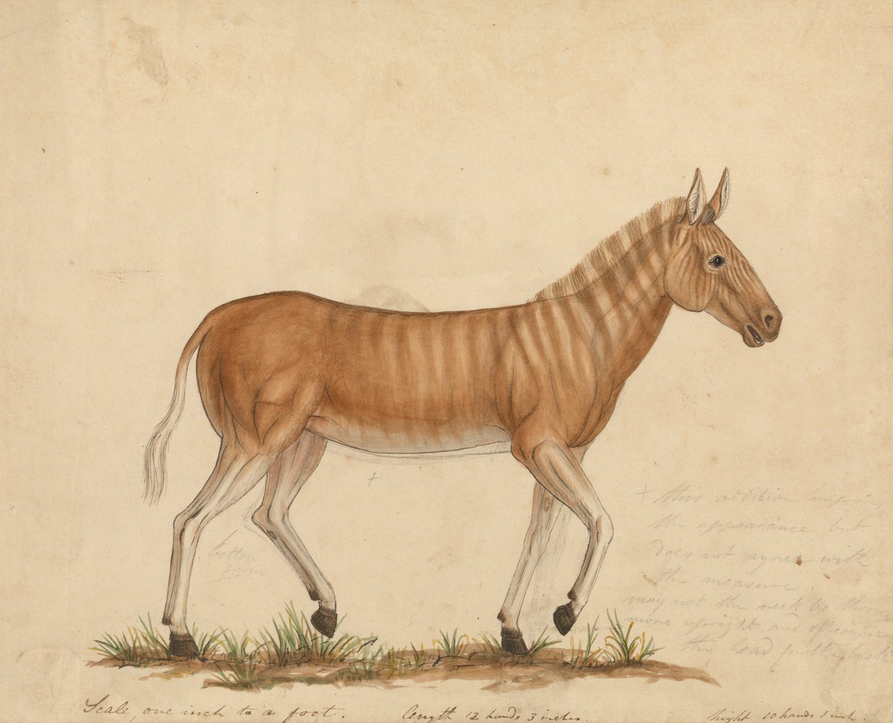 quagga zebra 作： ジェームズ・サワビー