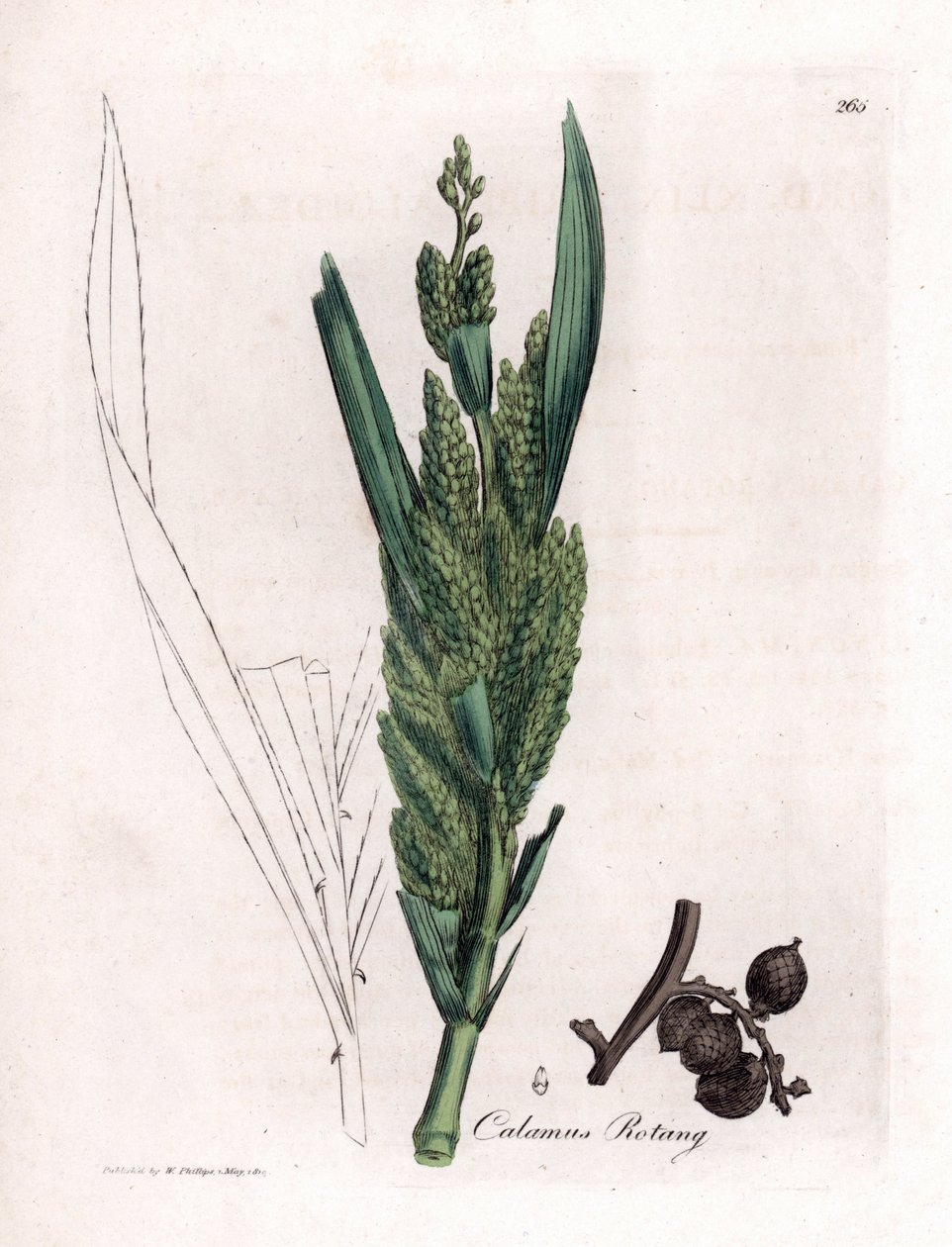 Rattan Palm - Rotang 杖、Calamus rotang。 ジェームズ・ソワービーによるウィリアム・ウッドビルの植物図とウィリアム・ジャクソン・フッカー卿の「「医療植物学」」、ジョン・ボーン、ロンドンの手彩色銅版画 作： ジェームズ・サワビー