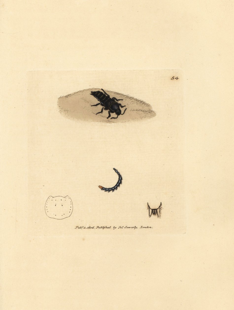 Rove カブトムシ、Velleius dilatatus (鋸歯状の角を持つ Staphylinus、Staphylinus concolor)。 The British Miscellany の James Sowerby による手彩色の銅版画、または新しい、珍しい、またはほとんど知られていない動物の色付きの図。 作： ジェームズ・サワビー