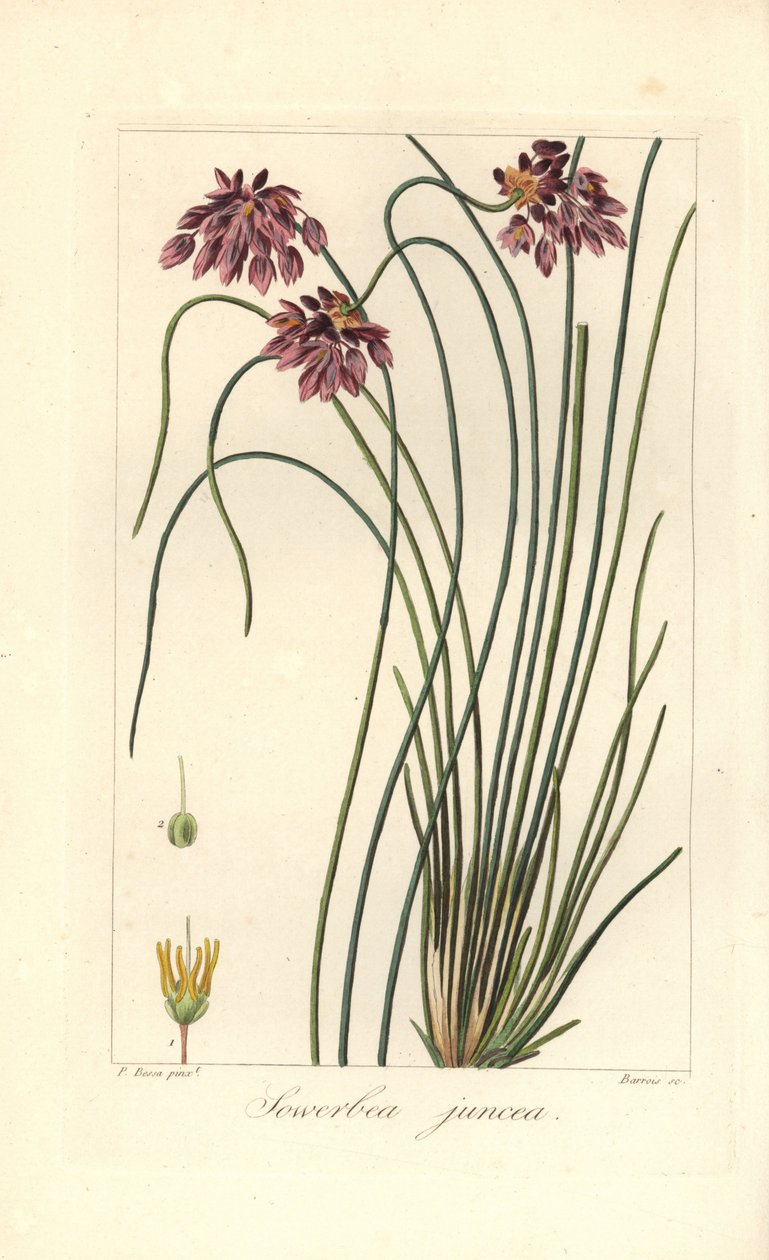イグサユリ、Sowerbaea juncea、オーストラリア原産。 植物学者ジェームズ・ソワービーにちなんで名づけられました。 Mordant de Launay の「Herbier General de l