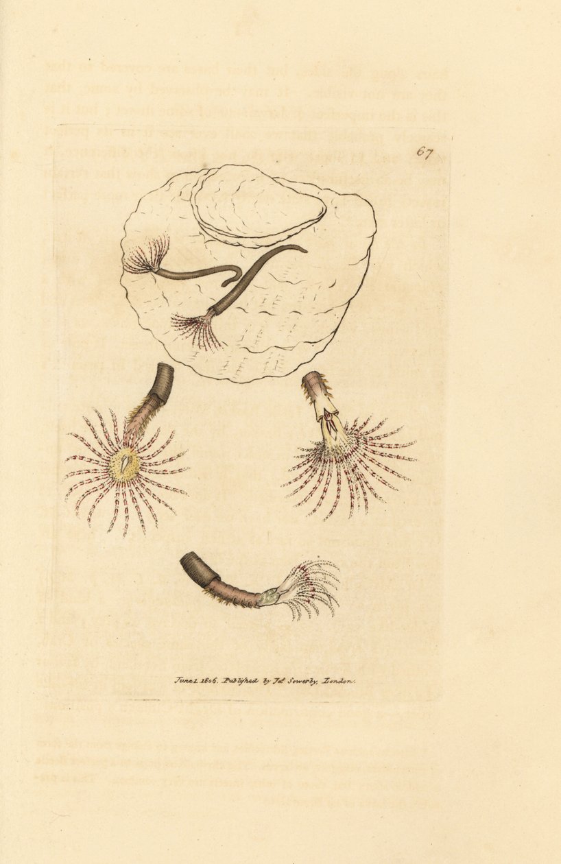 真紅の触手を持つサンド ワーム、アンフィトリテ ロゼア。 The British Miscellany の James Sowerby による手彩色の銅版画、または新しい、珍しい、またはほとんど知られていない動物の彩色された図。 作： ジェームズ・サワビー