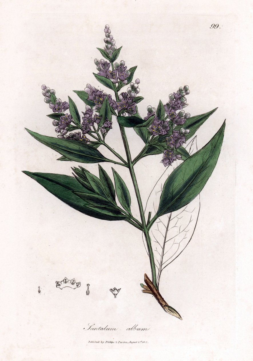 サンダルウッド - インドのサンダルウッド、サンタラムのアルバム。 脆弱。 ジェームズ・ソワービーによるウィリアム・ウッドビルの植物図とウィリアム・ジャクソン・フッカー卿の「「医学植物学」」、ジョン・ボーン、ロンドンの手彩色の銅版画 作： ジェームズ・サワビー