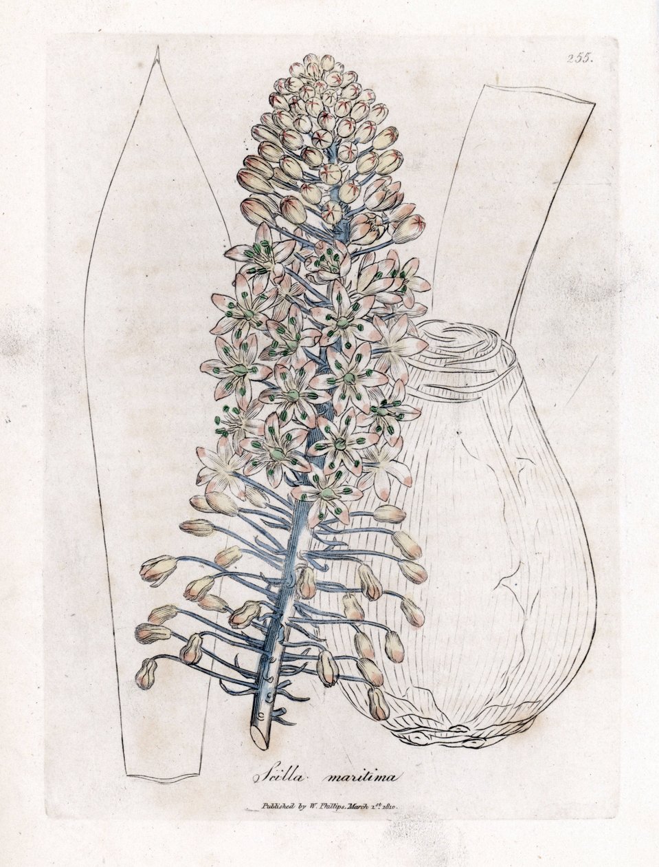 海タマネギまたは海苔、Drimia maritima。 ジェームズ・ソワービーによるウィリアム・ウッドビルの植物図とウィリアム・ジャクソン・フッカー卿の「「医療植物学」」、ジョン・ボーン、ロンドンの手彩色銅版画 作： ジェームズ・サワビー