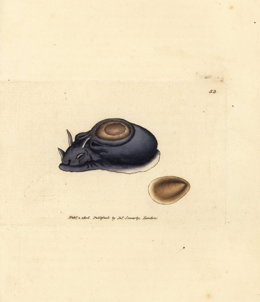 ウミウシまたはウミウサギ、アメフラシ (アプリシア ハイブリダ)。 The British Miscellany の James Sowerby による手彩色の銅版画、または新しい、珍しい、またはほとんど知られていない動物の彩色された図。 作： ジェームズ・サワビー