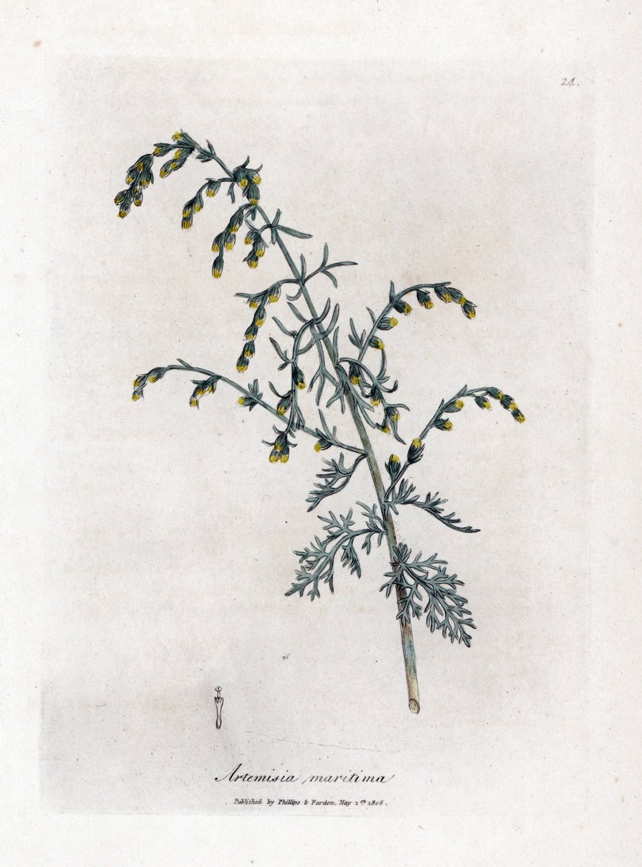 海よもぎ、Artemisia maritima。 ジェームズ・ソワービーによるウィリアム・ウッドビルの植物図とウィリアム・ジャクソン・フッカー卿の「「医療植物学」」、ジョン・ボーン、ロンドンの手彩色銅版画 作： ジェームズ・サワビー