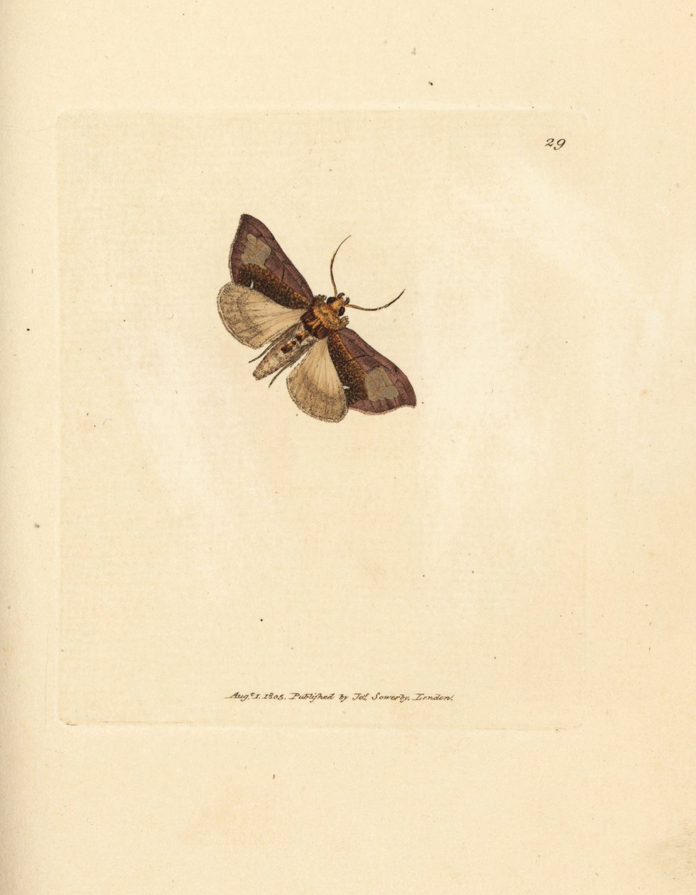 細長い磨かれたブラッセル、Thysanoplusia orichalcea (ヨークシャーの磨かれたブラッセル蛾; Phalaena Noctua aerifera)。 The British Miscellany の James Sowerby による手彩色の銅版画、または新しい、珍しい、またはあまり知られていない動物の色付きの図 作： ジェームズ・サワビー