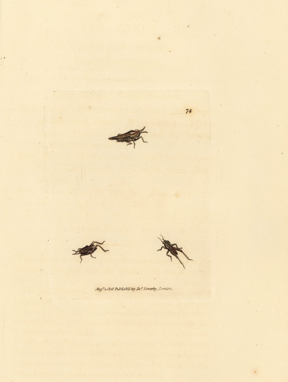 細いバッタ、Tetrix subulata (AWL 型のアクリジウム、Acrydium subulatum)。 The British Miscellany の James Sowerby による手彩色の銅版画、または新しい、珍しい、またはほとんど知られていない動物の彩色された図。 作： ジェームズ・サワビー