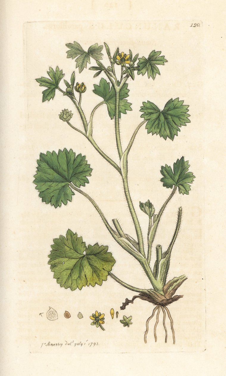 スモールフラワー キンポウゲ、Rananculus parviflorus (キンポウゲ) ロンドンの James Smith