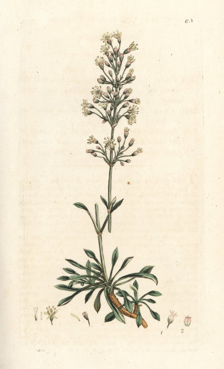スペインのキャッチフライ、Silene otites (Spanish campion, Cucubalus otites) (silene a small leaves) James Smith