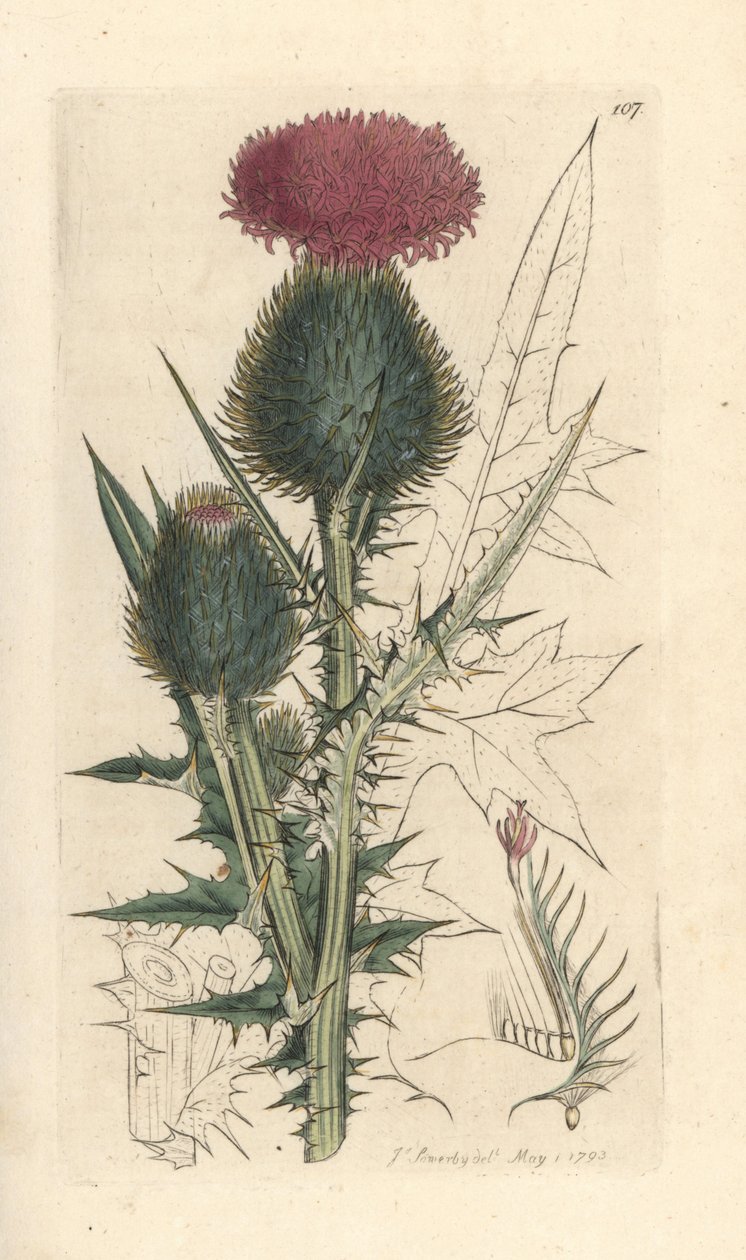 槍アザミ、Cirsium vulgare (Carduus lanceolatus) (Common Cirse) James Smith