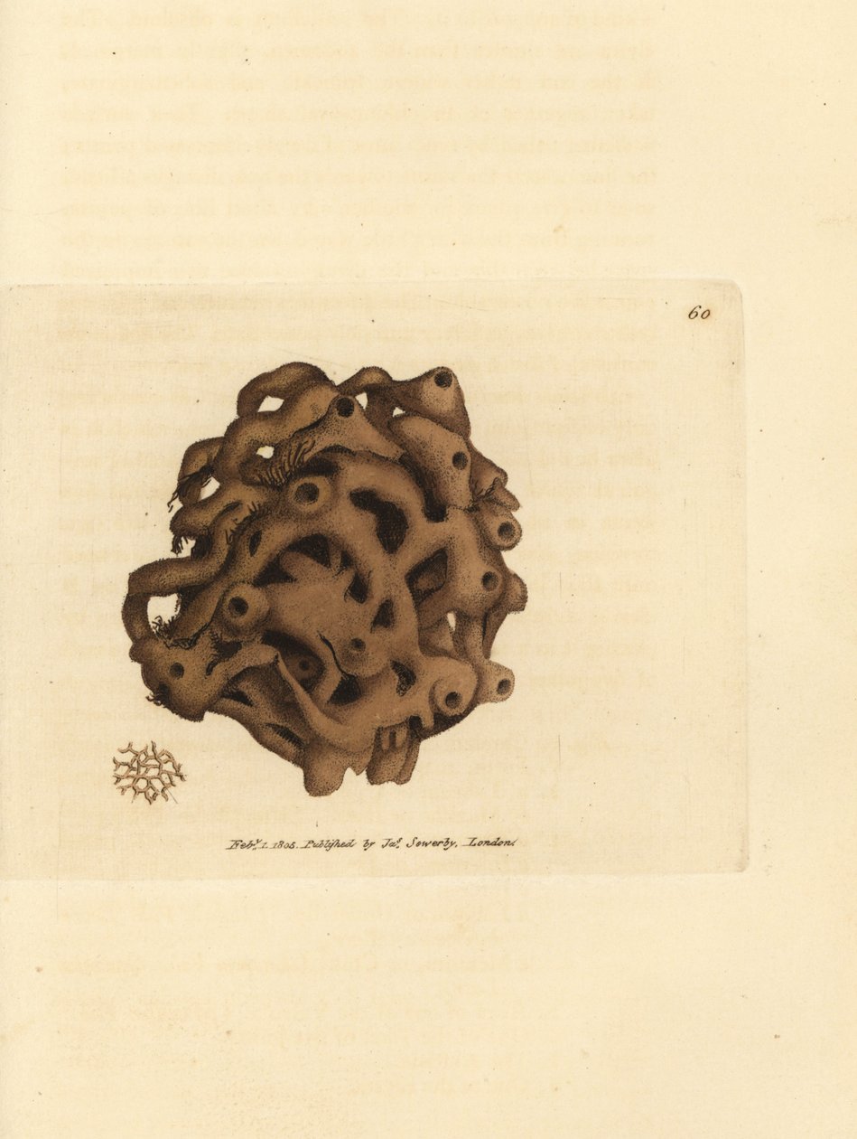 海綿、Haliclona cinerea (キャンセルされた海綿、Spongia cancellata)。 The British Miscellany の James Sowerby による手彩色の銅版画、または新しい、珍しい、またはほとんど知られていない動物の彩色された図。 作： ジェームズ・サワビー