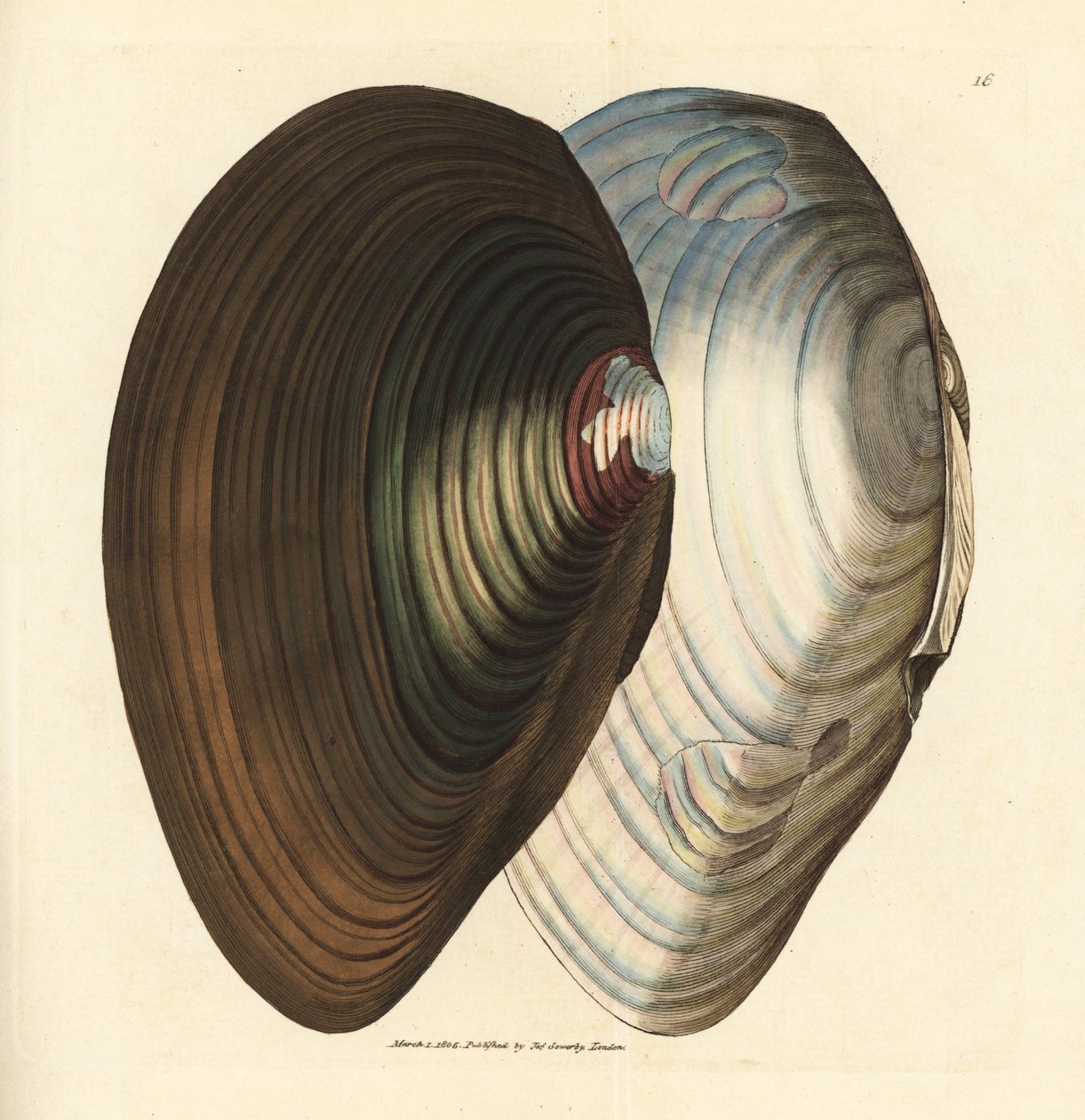 白鳥ムール貝、アノドンタ スタグナリス (Mytilus stagnalis)。 The British Miscellany の James Sowerby による手彩色の銅版画、または新しい、珍しい、またはほとんど知られていない動物の色付きの図。 作： ジェームズ・サワビー