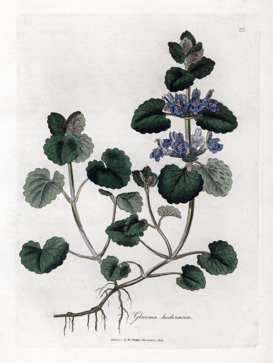 陸生ツタ - グラウンド アイビー、Glecoma hederacea。 ジェームズ・ソワービーによるウィリアム・ウッドビルの植物図とウィリアム・ジャクソン・フッカー卿の「「医学植物学」」、ジョン・ボーン、ロンドンの手彩色の銅版画 作： ジェームズ・サワビー