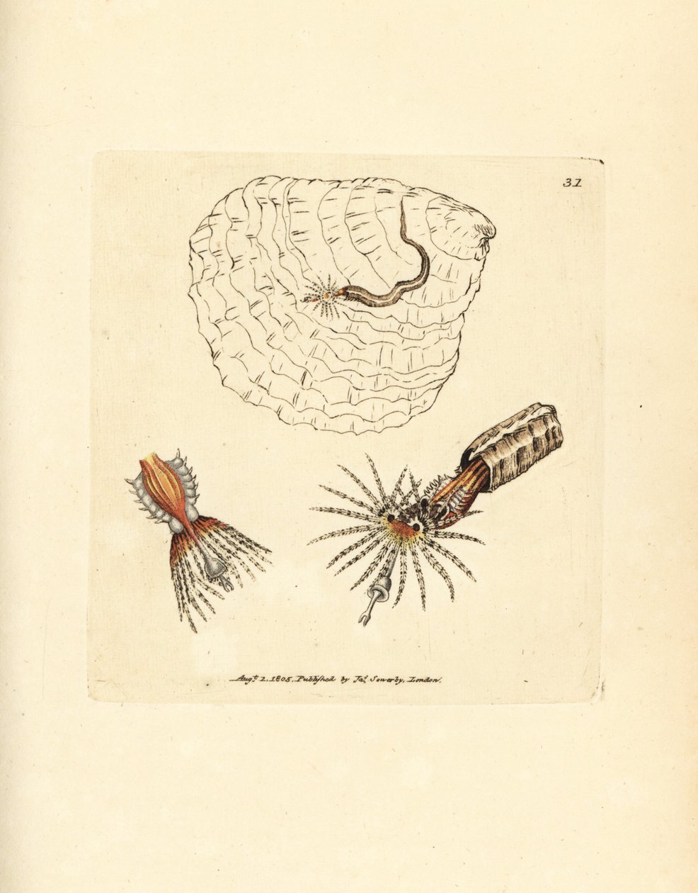 チューブを作るアネリッド ファンワーム、Spirobranchus triqueter。 The British Miscellany の James Sowerby による手彩色の銅版画、または新しい、珍しい、またはほとんど知られていない動物の彩色された図。 作： ジェームズ・サワビー