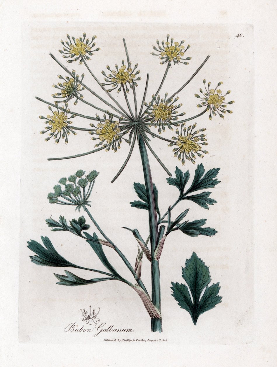 Variete umbellifere produziert Harz - Liebstöckelblättriger Bubon, Bubon galbanum von James Sowerby