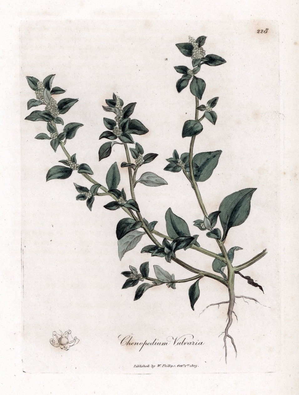 Vuvaire - 臭いガチョウ、Chenopodium vulvaria。 ジェームズ・ソワービーによるウィリアム・ウッドビルの植物図とウィリアム・ジャクソン・フッカー卿の「「医療植物学」」、ジョン・ボーン、ロンドンの手彩色銅版画 作： ジェームズ・サワビー