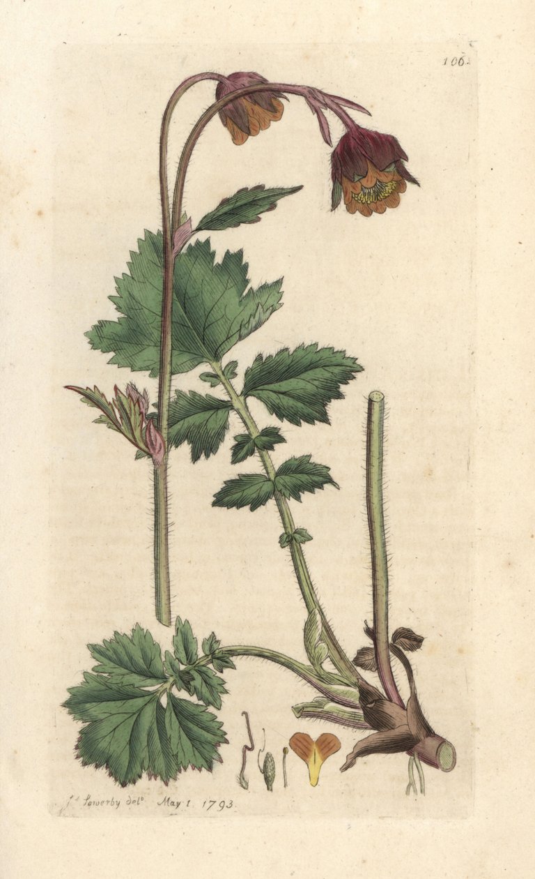 Water avens, Geum rivere ロンドンの James Smith