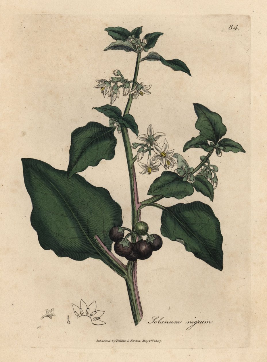 白い花、黒いベリー、庭のナイトシェード、Solanum nigrum 作： ジェームズ・サワビー