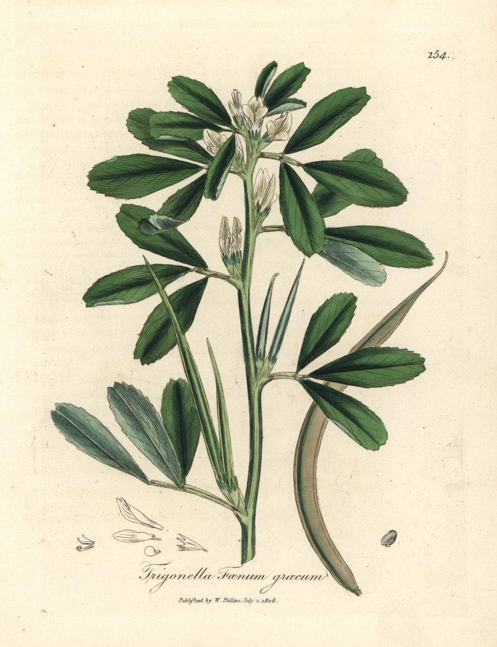 白い花が咲くフェヌグ リーク シード ポッド、Trigonella foenum graecum 作： ジェームズ・サワビー