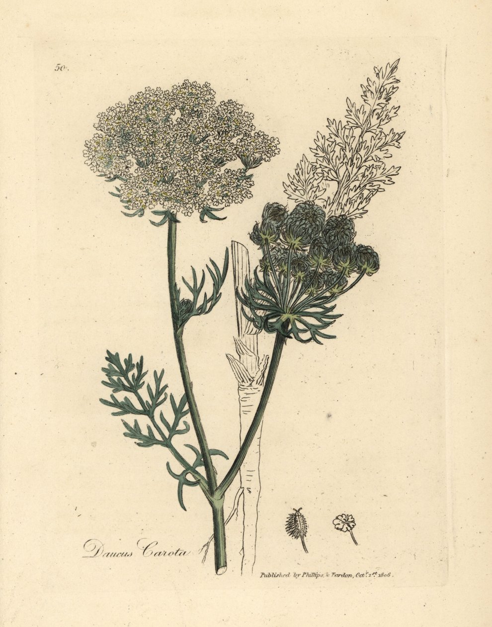 白い花の野生のニンジン植物、Daucus carota 作： ジェームズ・サワビー