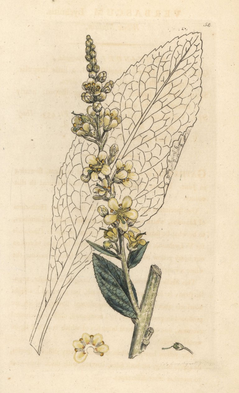 白いモウズイカ、Verbasum lychnitis (molene) ロンドンの James Smith