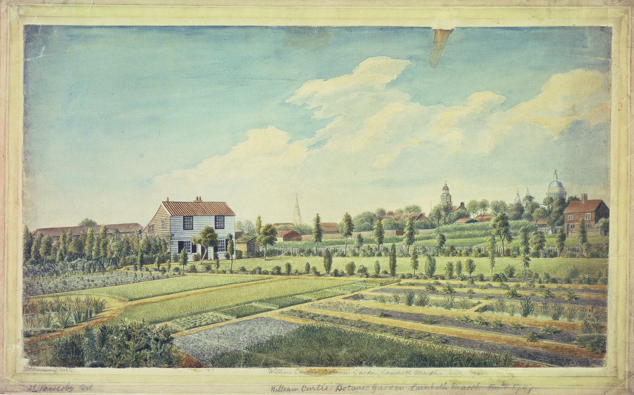 ウィリアム・カーティスの植物園、ランベス・マーシュ、1787年頃（水彩・紙 作： ジェームズ・サワビー