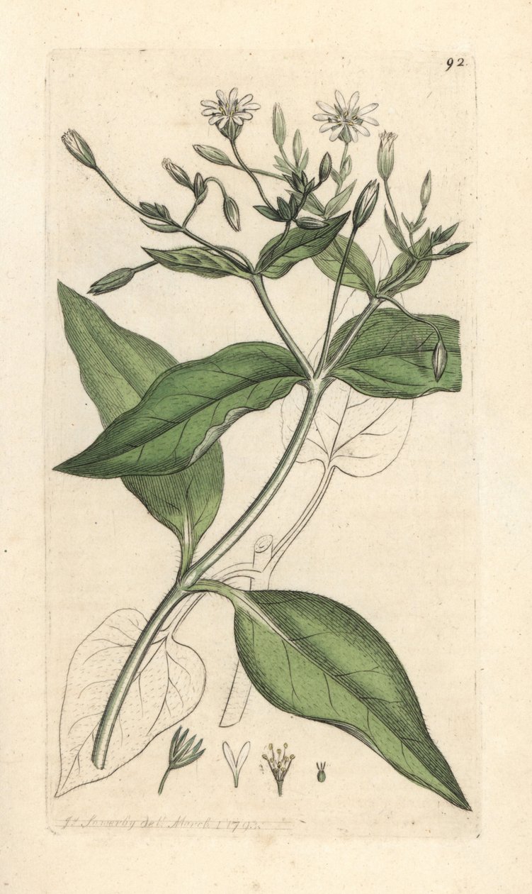Wood stichwort、Stellaria nemorum ロンドンの James Smith