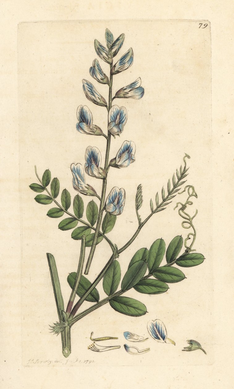 ウッドベッチ、Vicia sylvatica (vesce des bois) ロンドンの James Smith