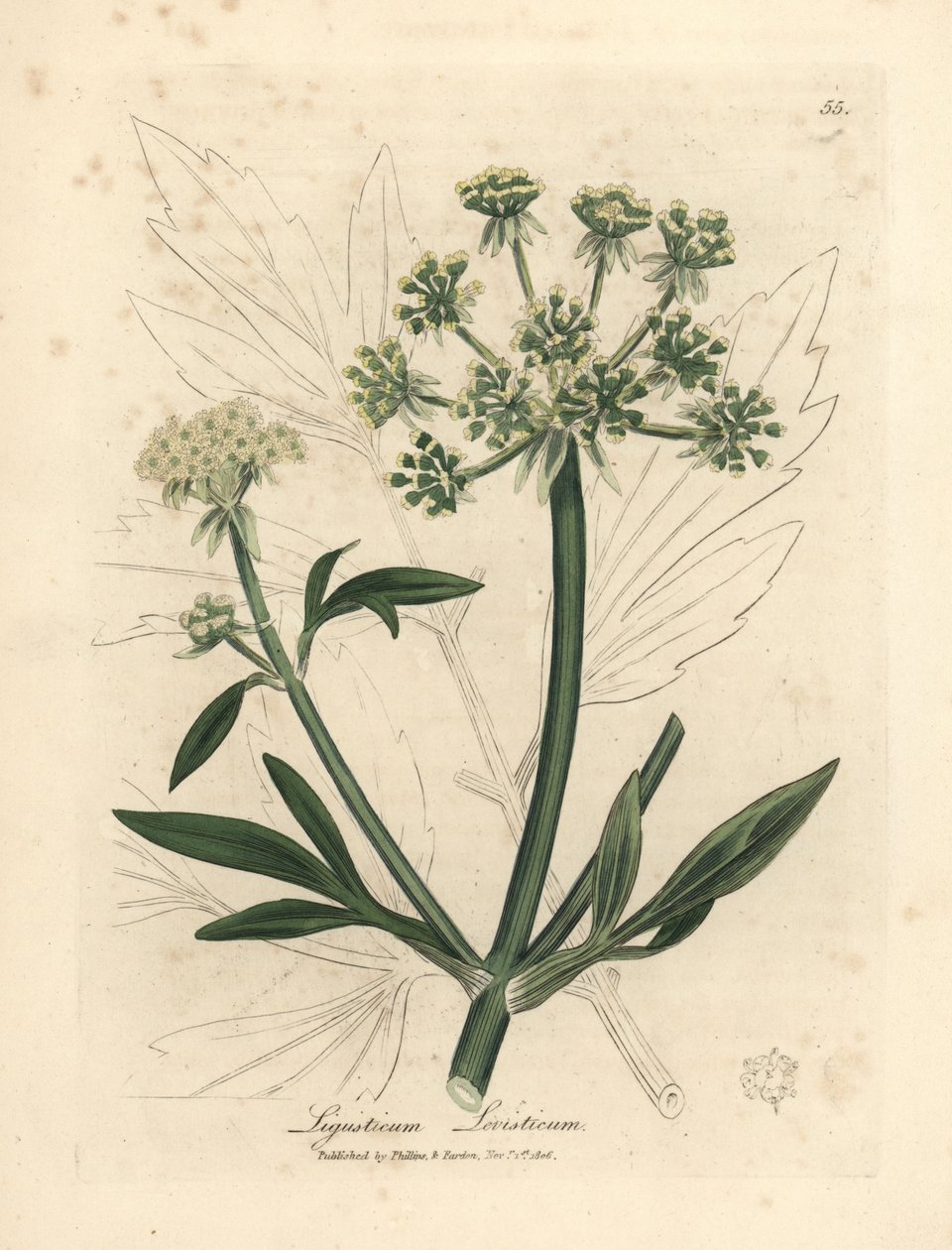 黄色の花のロベージ、Ligusticum levisticum 作： ジェームズ・サワビー