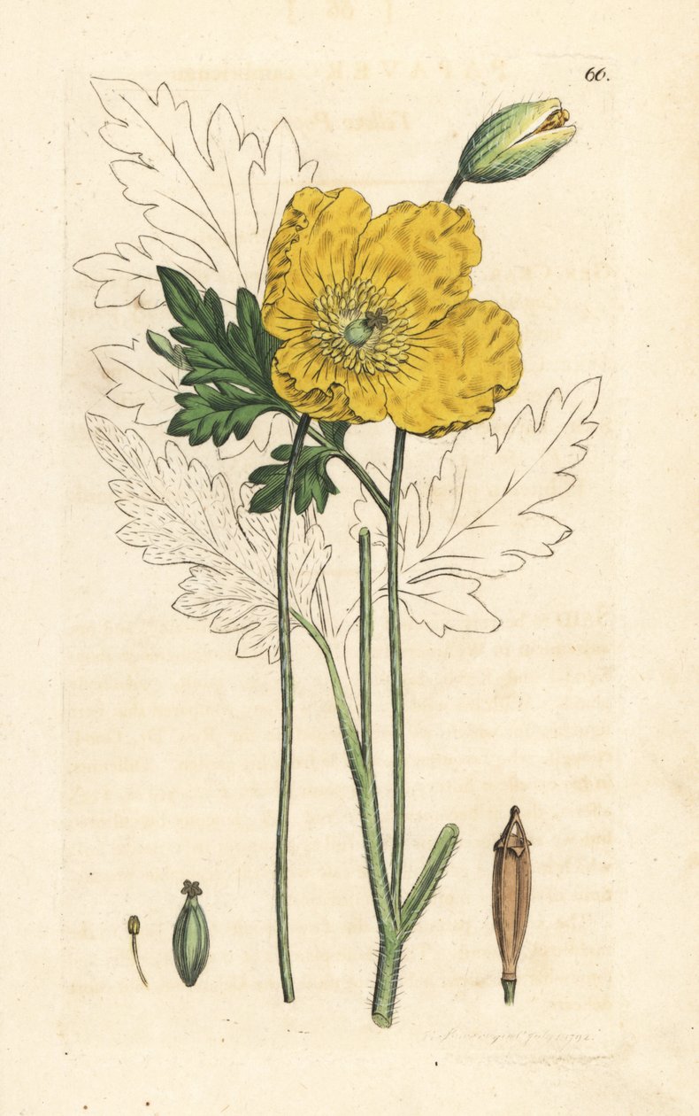 黄色またはウェールズ ポピー、Papaver cambricum (黄色のケシ)。 James Smith