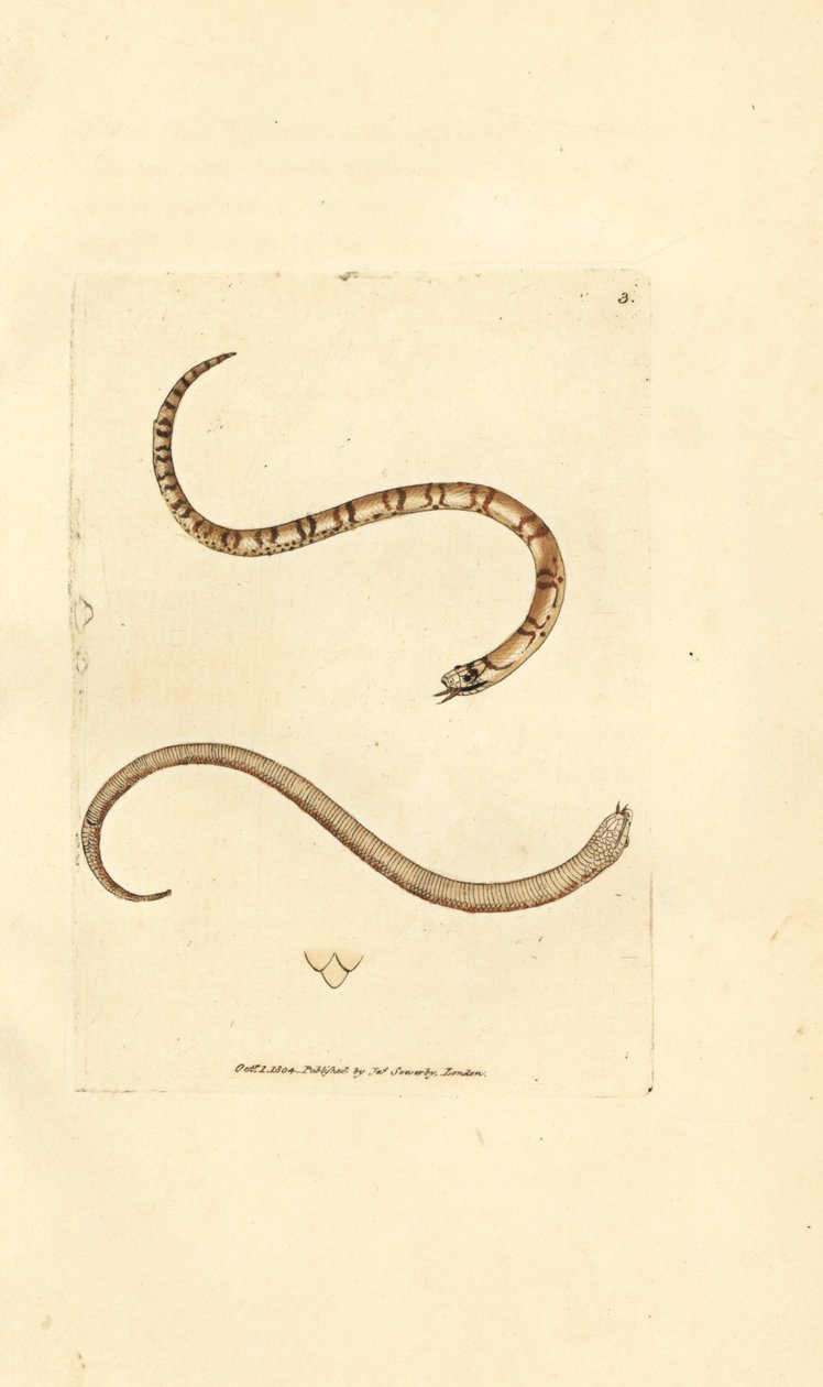 若い滑らかなヘビ、Coronella austriaca (Dumfriesshire ヘビ、Coluber dumfrisiensis)。 The British Miscellany の James Sowerby による手彩色の銅版画、または新しい、珍しい、またはほとんど知られていない動物の色付きの図。 作： ジェームズ・サワビー