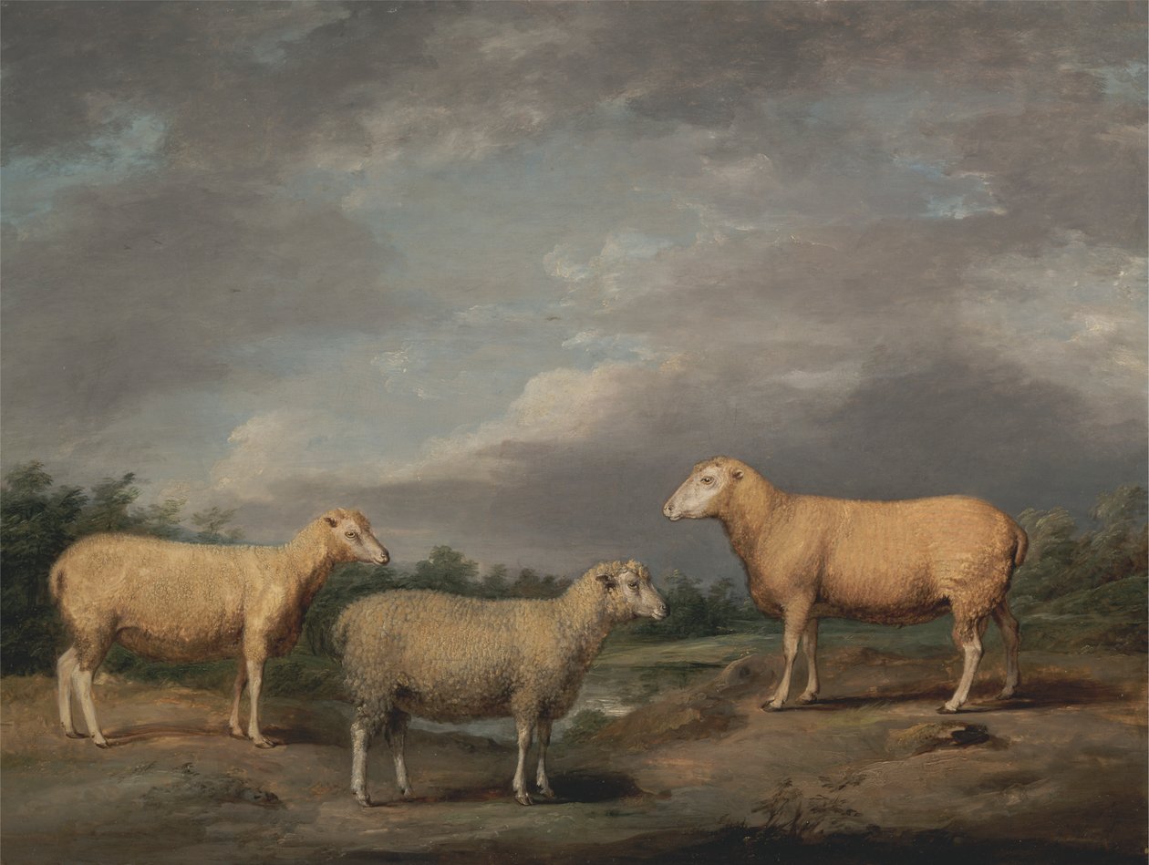 Ryelands Sheep、King