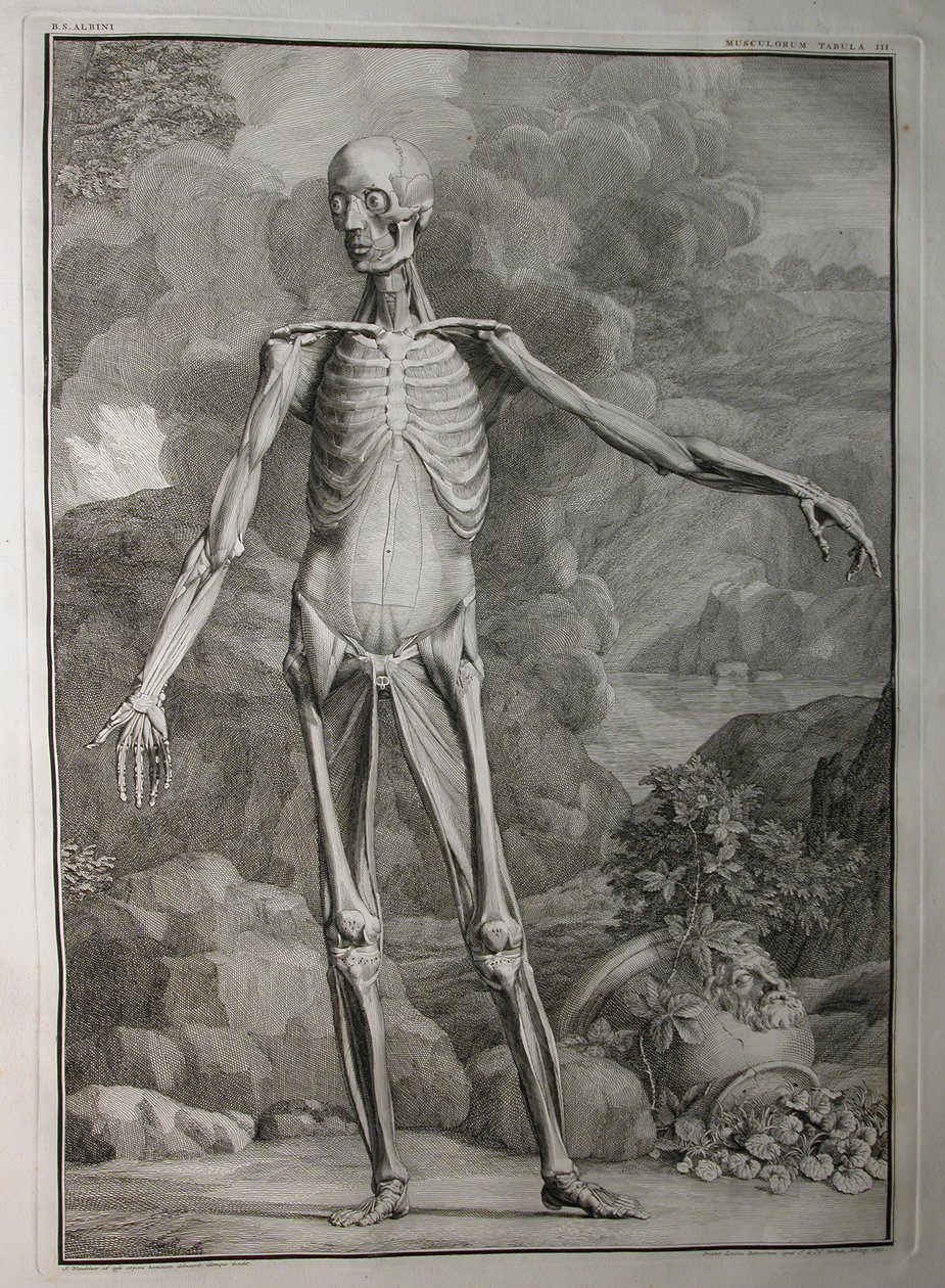 アルバム1、PI。 3：筋肉組織、J.undHから出版された「Bernhard Siegfried Albinus（1697-1770）による「人体の骨格と筋肉の表」から。 Verbeek、bibliop。、ライデン、1747（engra 作： ヤン・ワンデラー