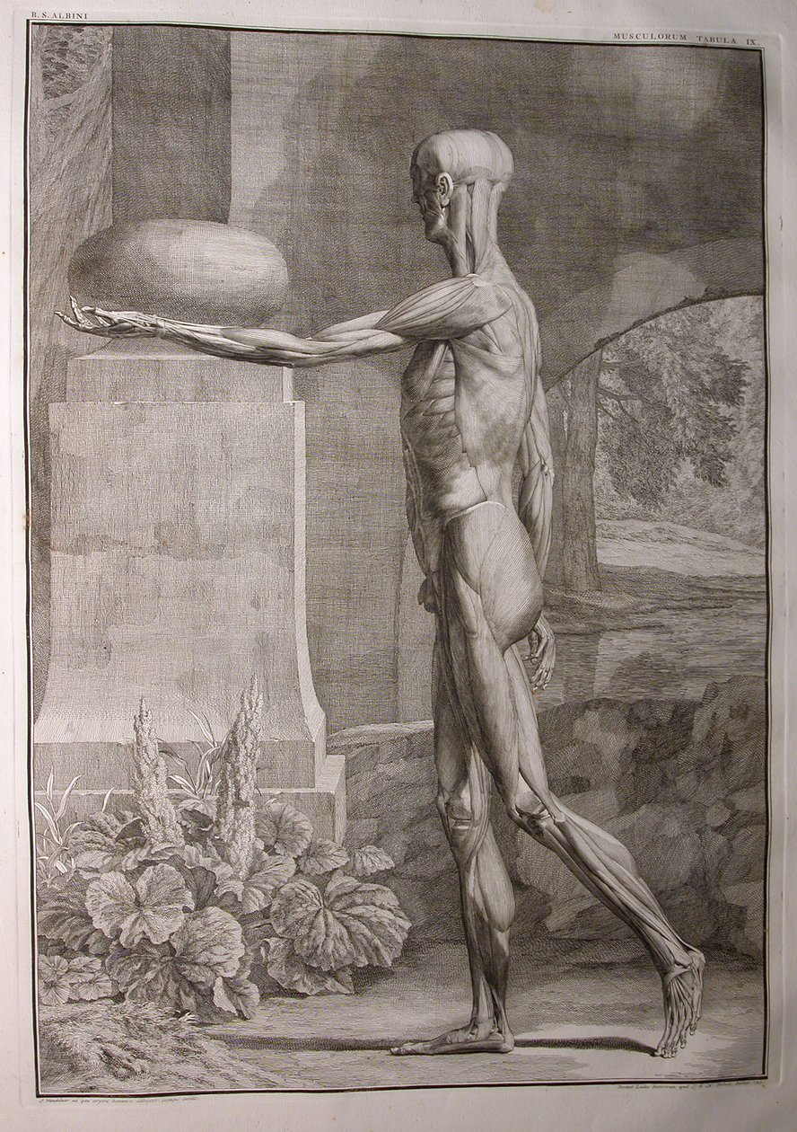 アルバム1、PI。 9：musculature、「人体の骨格と筋肉の表、Bernhard Siegfried Albinus（1697-1770）著、J.undH。 Verbeek、bibliop。、ライデン、1743年（彫刻家） 作： ヤン・ワンデラー