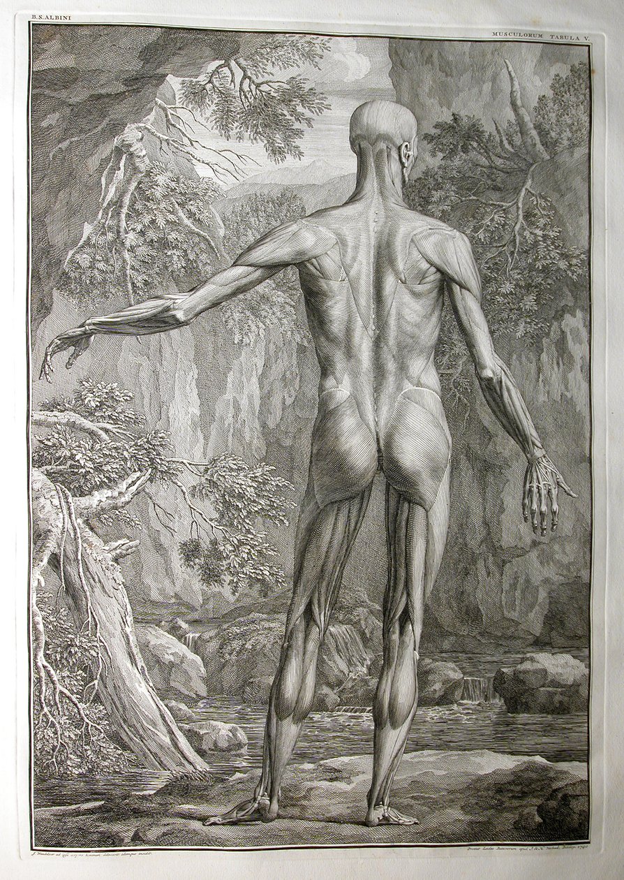 アルバム1、PI。 5：筋肉組織、J.undHから出版された「Bernhard Siegfried Albinus（1697-1770）による「人体の骨格と筋肉の表」から。 Verbeek、bibliop。、ライデン、1740（彫刻家 作： ヤン・ワンデラー