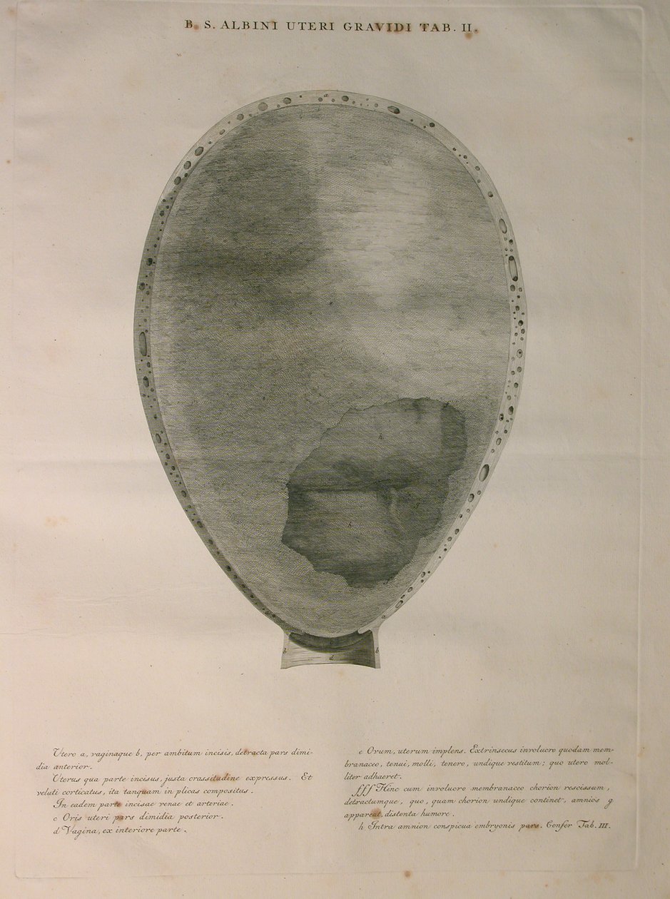 アルビナス、PI。 2、J.undHから出版された「Bernhard Siegfried Albinus（1697-1770）による「人間の骨の表」から。 Verbeek、bibliop。、ライデン、1753年 作： ヤン・ワンデラー